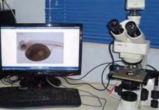 54 Β.Λεκιθοφόρο νυμφικό στάδιο ανάπτυξης Για τη μελέτη του λεκιθοφόρου νυμφικού σταδίου στην κιχλιδόζεμπρα και στο αγγελόψαρο χρησιμοποιήθηκε οπτικό μικροσκόπιο (Leica ICCA), ενώ κάθε δείγμα