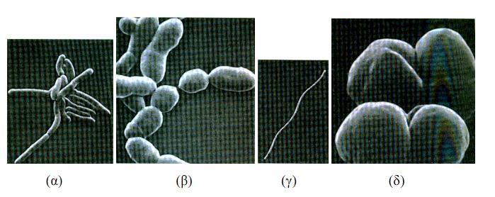 Sarcina S.lutea Burbank et al (1966) Streptococcus S.diploidus Buck et al. (1953) Streptomyces S.bikiniesis Toerien (1967a) 3.2.