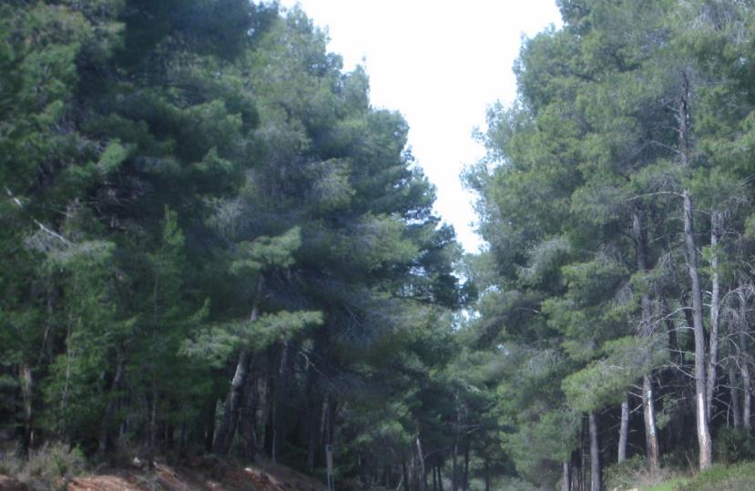 3.2 Προσαρμογές των φυτών στο χερσαίο περιβάλλον Η εξέλιξη των φυτών είναι μια διαρκής και δυναμική διαδικασία που καθορίζεται σημαντικά από τις διαχρονικές γεωλογικές και κλιματικές αλλαγές.