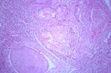 Histology