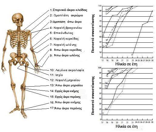 Εικόνα 4.5. Ηλικία συνοστέωσης για διάφορα μέρη του σκελετού. Οι αριθμοί στα διαγράμματα αντιστοιχούν στην αρίθμηση των ανατομικών μονάδων του σκελετού. Πίνακας 4.1.