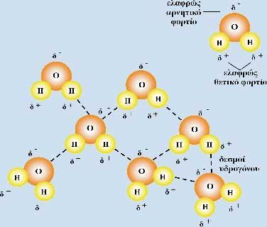 Τα μόρια του νερού είναι πολικά Τα κόξηα ηνπ λεξνύ παξνπζηάδνπλ ηελ ηάζε λα ζπλδένληαη κεηαμύ ηνπο, (ε ζεηηθή πιεπξά ηνπ ελόο κνξίνπ κε ηελ