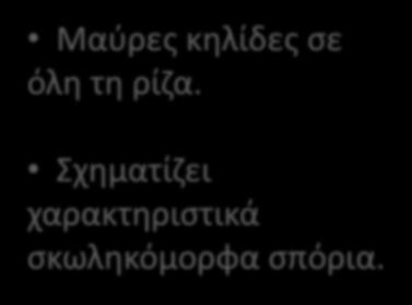 Thielaviopsis καπνού: συμπτώματα Μαύρες κηλίδες σε όλη τη