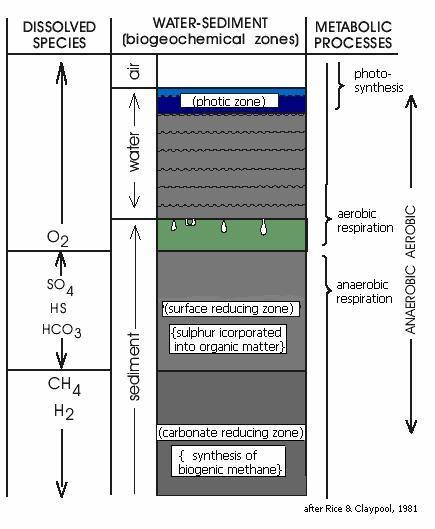 ΓΕΝΕΣΗ ΤΟΥ ΠΕΤΡΕΛΑΙΟΥ ζώνη, την αναερόβια με αναγωγή θείου και την αναερόβια ζώνη με αναγωγή άνθρακα (γένεση μεθανίου-methanogenesis).