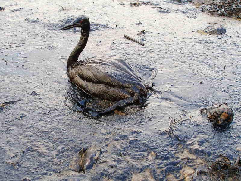 Εικόνα 1.6α Προσκόλληση πετρελαίου στα φτερά πτηνών Εικόνα 1.6β Επιπτώσεις πετρελαιοκηλίδας στα θαλάσσια θηλαστικά 1.7.