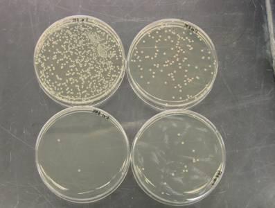 3.3.3 Προετοιμασία τριβλίων με marine agar Σε ογκομετρική φιάλη 1L τοποθετούνται 750ml απιονισμένου νερού. Στην ηλεκτρονική ζυγαριά ζυγίζονται 41.