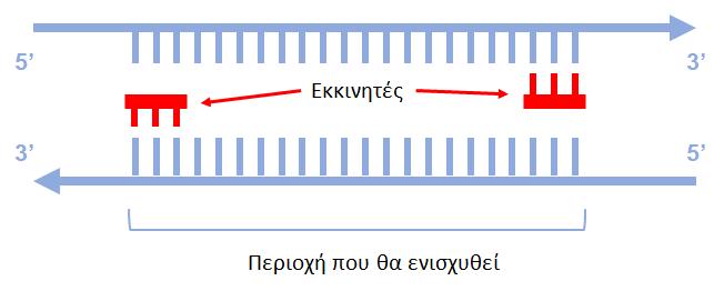 ΑΣΚΗΣΗ: ΑΛΥΣΙΔΩΤΗ ΑΝΤΙΔΡΑΣΗ ΠΟΛΥΜΕΡΑΣΗΣ (POLYMERASE CHAIN REACTION, PCR) Σκοπός της άσκησης Η εκμάθηση των βασικών σταδίων και συστατικών που απαρτίζουν μια αντίδραση PCR.