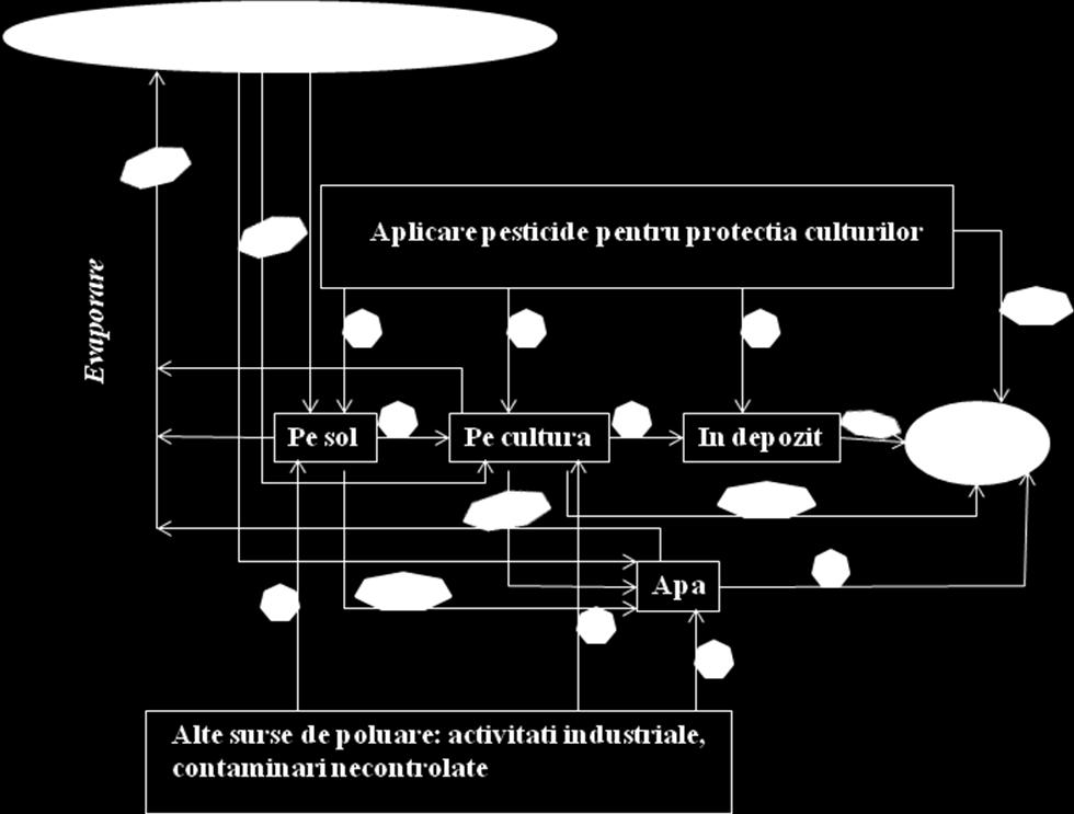 Sursele de contaminare: Asadar, existand surse directe de contaminare, din categoria tratamentelor agricole, sau accidentale, favorizate si de circuitul natural, sunt frecvente situatiile in care