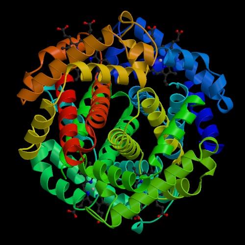 Importance of protein multiple alignment Phylogenetic tree estimation Prediction of protein