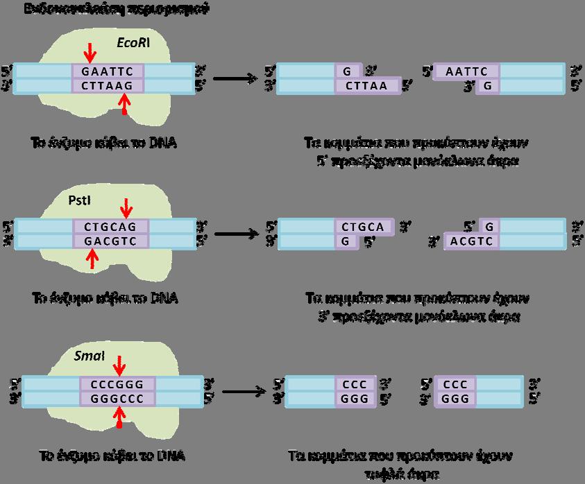 (sticky ends). Τα προεξέχοντα αυτά κολλώδη άκρα, λόγω της συμπληρωματικότητας των βάσεων του DNA, καθιστούν δυνατή την εκ νέου συγκόλληση του μορίου DNA.