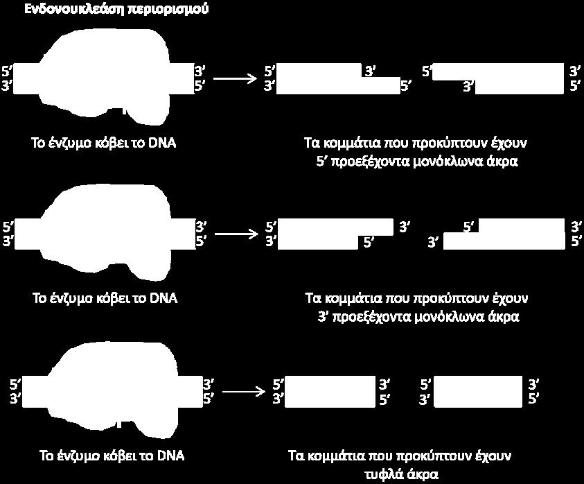 μόριο DNA έχει κοπεί με το ίδιο ένζυμο αυτή η αρχή αποτελεί ένα από τα σπουδαιότερα θεμέλια για την ανάπτυξη της τεχνολογίας του ανασυνδυασμένου DNA.