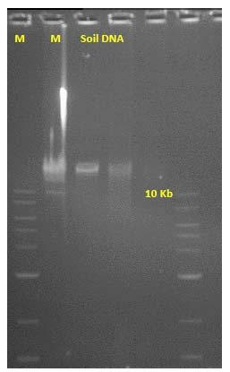 Απομόνωση DNA μεγάλου μοριακού