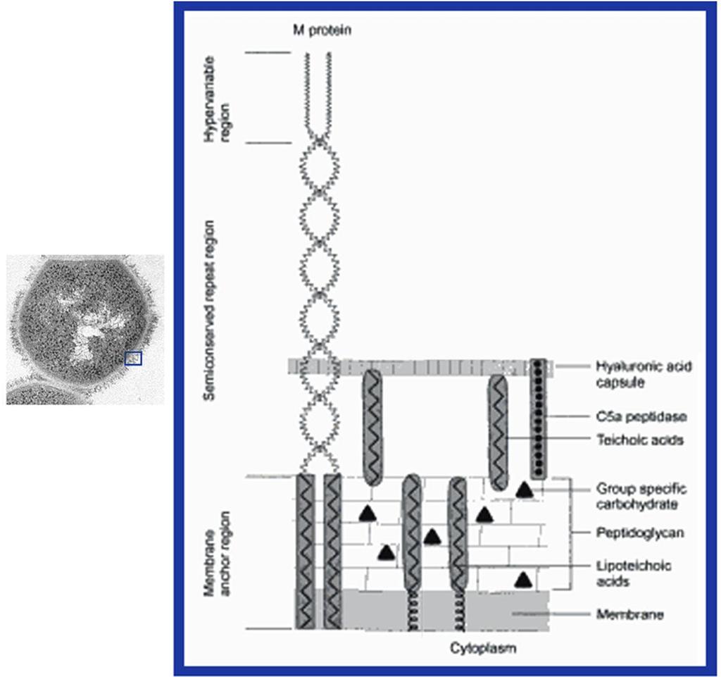 Streptococcus pyogenes (πυογόνος στρεπτόκοκκος) Β.