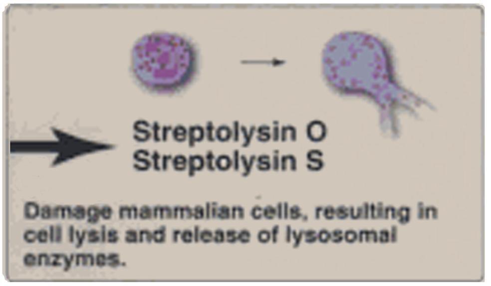 Streptococcus pyogenes (πυογόνος στρεπτόκοκκος) Γ.