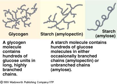 Σύγκριση μορίων γλυκογόνου και αμύλου Notice that the more highly branched the structure, the greater the number of ends from which glucose can be released.