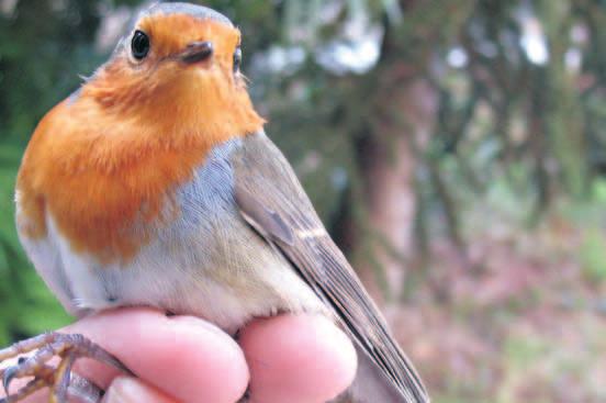 Σταχτοσουσουράδα (Motacilla cinerea) 18 εκ. Λευκοσουσουράδα (Motacilla alba) 18 εκ. Λιβαδοκελάδα (Anthus pratensis) 14,5 εκ.