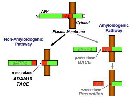 http://molecularbasisdisease.