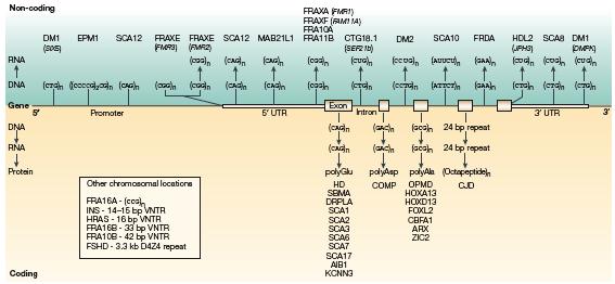 How do expanded repeats cause disease?