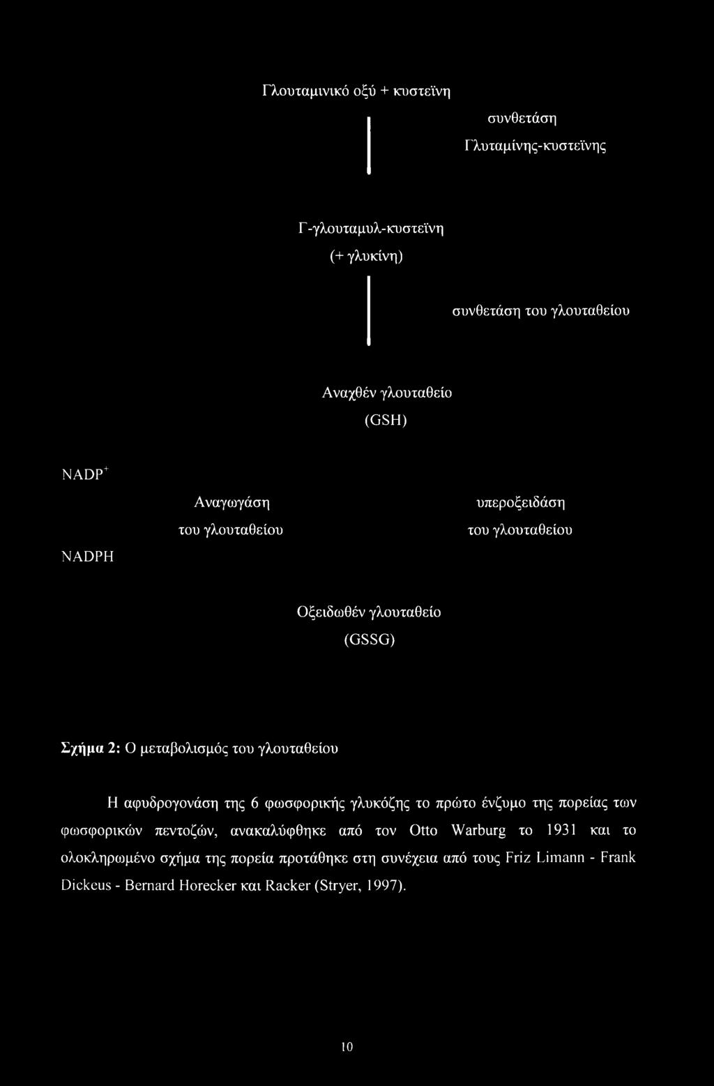 Η αφυδρογονάση της 6 φωσφορικής γλυκόζης το πρώτο ένζυμο της πορείας των φοισφορικών πεντοζών, ανακαλύφθηκε από τον Otto Warburg το 1931 και