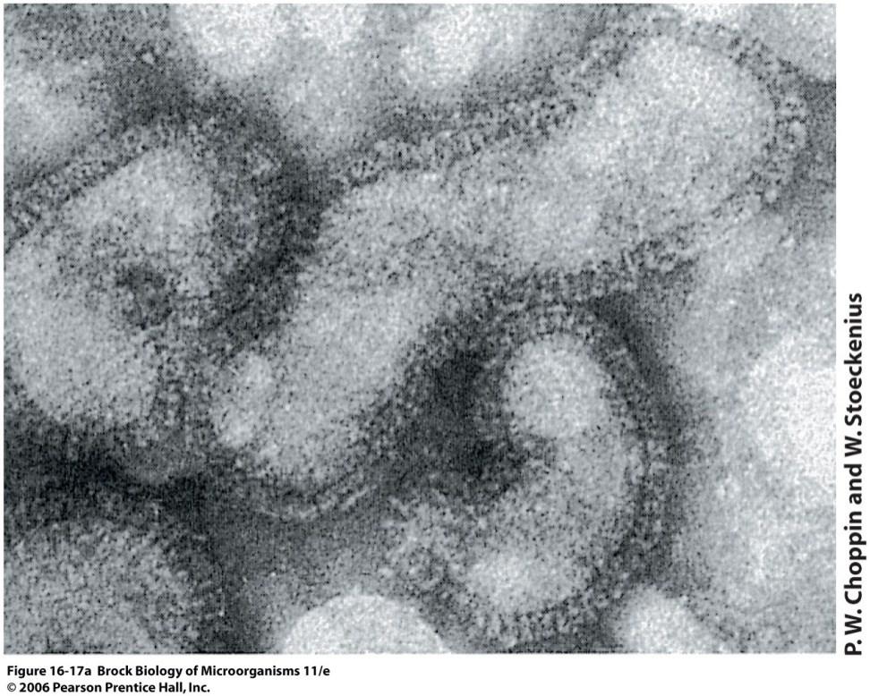 Najčešće animalni virusi, kubne ili spiralne simetrije Na površini se uočavaju šiljci, virusni glikoproteini Kod influenca