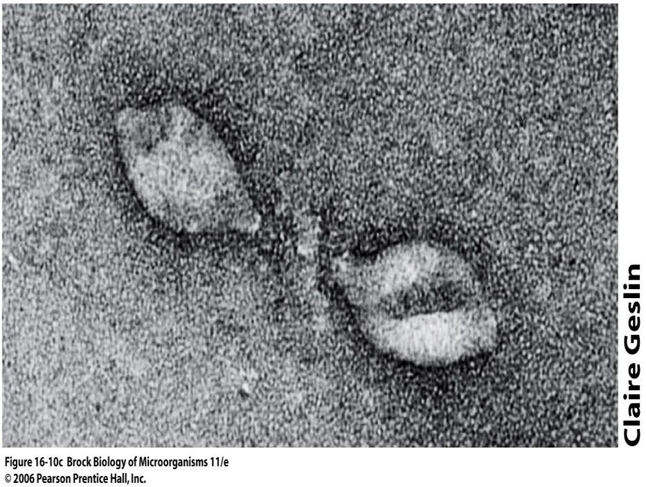 DNK virusi Virusi metanogena i halofila imaju sličnu morfologiju kao T4 fag i linearnu dsdnk Virusi hipertermofilnih Archaea (Sulfolobus,