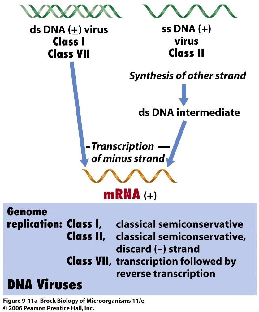 + lanac RNK služi kao irnk - lanac RNK je matrica za sintezu