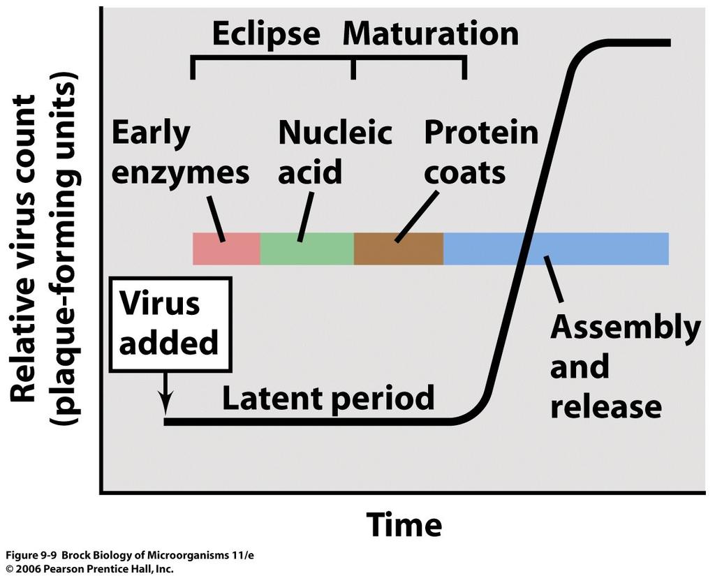 Posle adrsorpcije neko vreme nema zrelih virusnih čestica period eklipse.