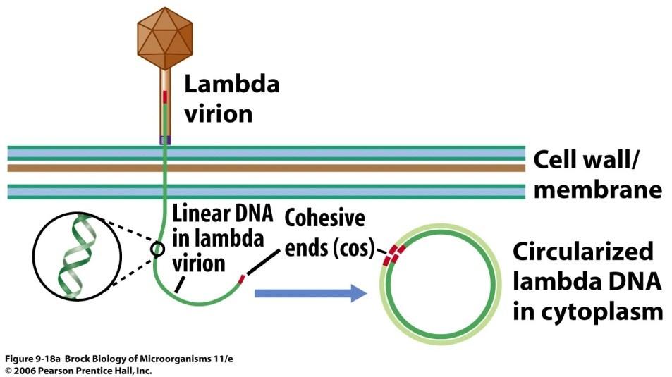 Umereni virus, sa domaćinom može ući u lizogeni ili litički ciklus Kompleksan kapsid: glava i nekontraktilni rep bez kukica Genom