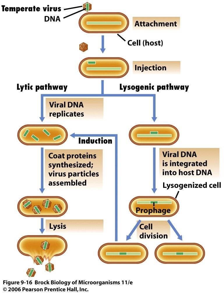 Litički ciklus: Faza replikacije virusa Faza maturacije virusa Liza ćelije i oslobađanje novih viriona Lizogeni ciklus: Virusna DNK je profag integrisan u hromozom domaćina Ćelija je lizogena,