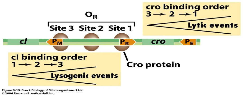 U početku se sintetišu rani proteini uključeni i u litički i u lizogeni ciklus Ključna uloga dva represora Cro
