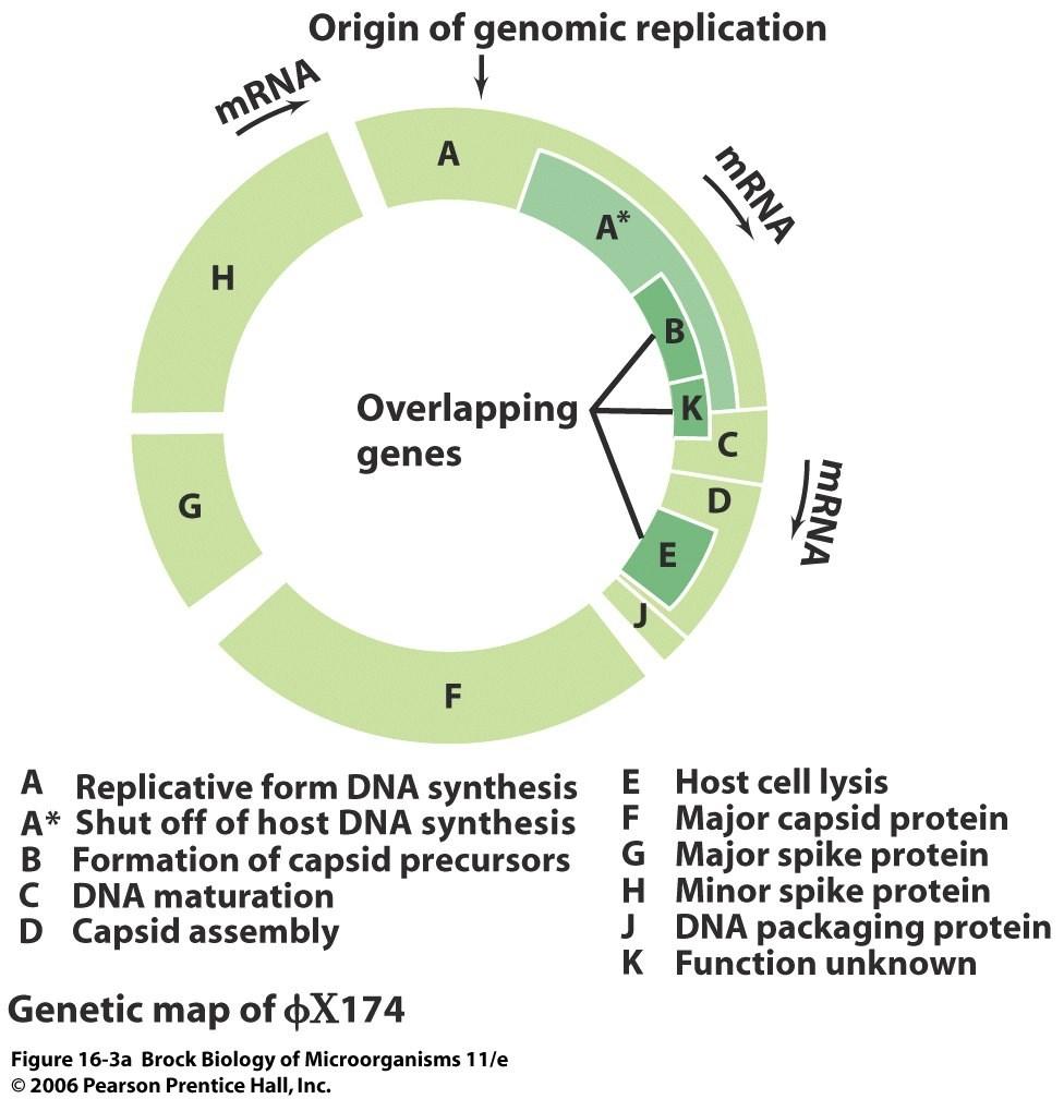 cirkularna + ss-dnk, ~ 5400 nt geni koji se preklapaju ( overlapping genes ), fenomen da sa istog nukleotidnog zapisa transkripcija različitih