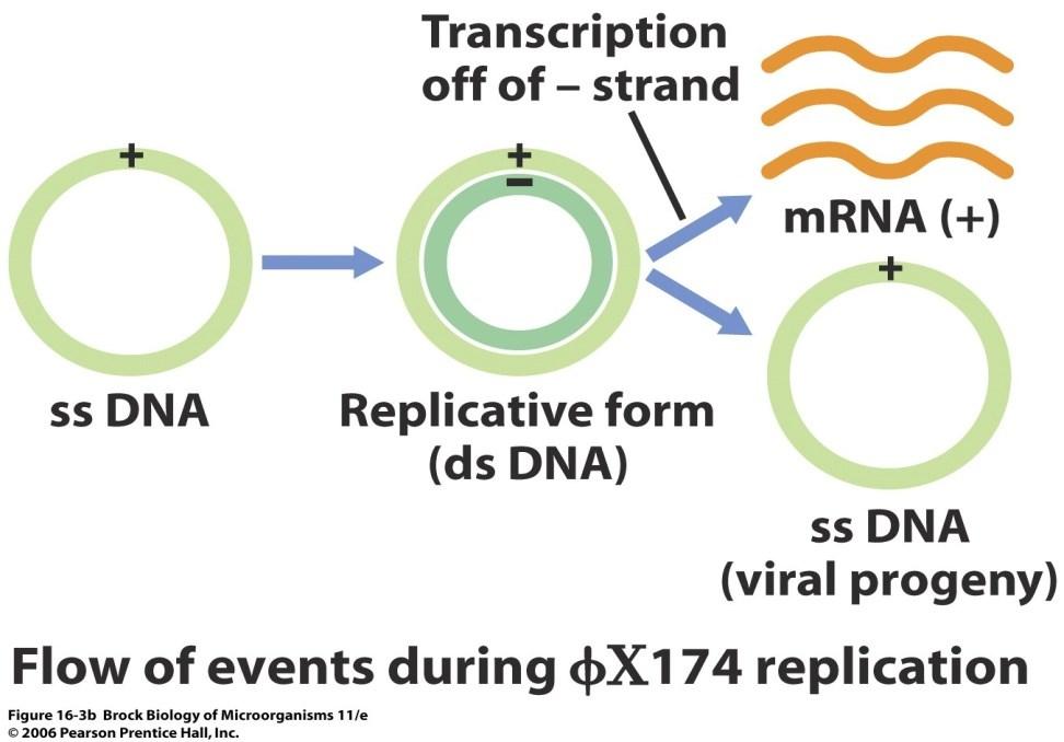 Replikacija zavisna od enzima domaćina Replikativna ds forma, teta replikacija Transkripcija minus lanca daje