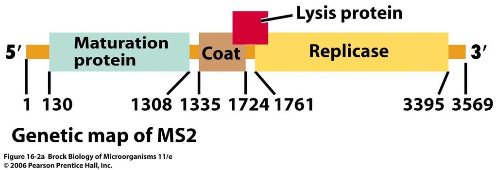 Bakteriofag MS2 Ikosaedarni kapsid (25 nm) + ss RNK genom od 3569 nt (RNK se koristi kao