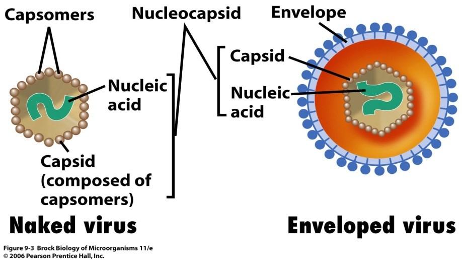 Nukleinska kiselina (DNK ili RNK) Kapsid, proteinske prirode, izgrađen iz strukturnih jedinica kapsomera Nukleinska kiselina i kapsid grade nukleokapsid Kod nekih virusa postoji dodatni omotač