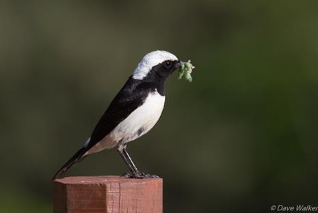 Stocker Ως ενδημικά είδη, η Σκαλιφούρτα Oenanthe cypriaca και ο Τρυπομάζης Sylvia melanothorax φωλιάζουν μόνο στην Κύπρο και πουθενά αλλού στο κόσμο.