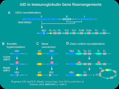 Σελίδα 12 1.6 ΣΩΜΑΤΙΚΗ ΥΠΕΡΜΕΤΑΛΛΑΞΗ (Somatic Hypermutation, SHM) Εικόνα 3: Η διαδικασία της σωματικής υπερμετάλλαξης συμβαίνει στα βλαστικά κέντρα στα ενεργοποιημένα Β κύτταρα.