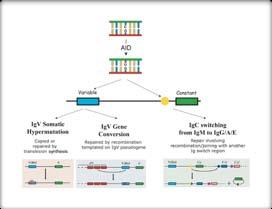 Σελίδα 13 Σχήμα 1: Οι διαδικασίες κατά τις οποίες ανασυνδυάζονται οι C περιοχές και υφίστανται μεταλλάξεις τα γονίδια των ανοσοσφαιρινών κατά τις διαδικασίες SHM και CSR (2006, Nature Immunology) Το