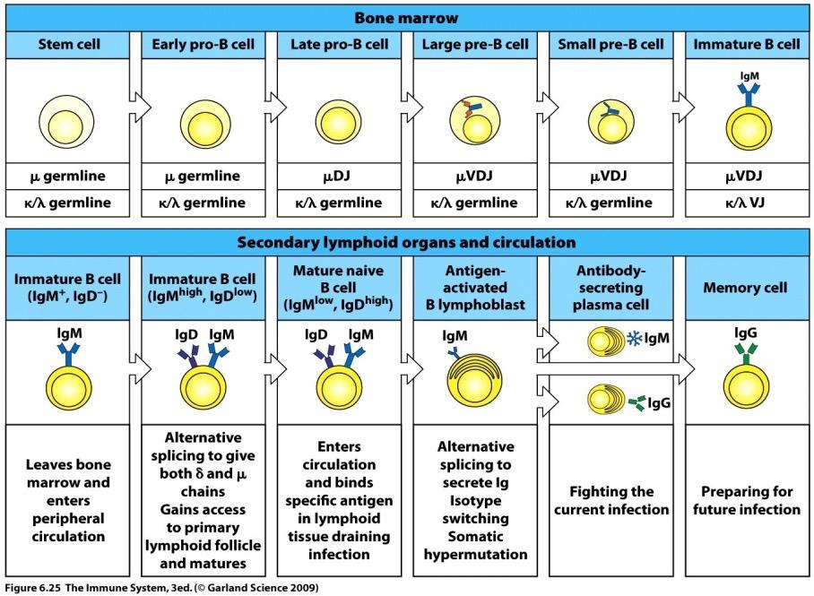 Σελίδα 9 προ Β κύτταρα (precursor B cells, pre-b cells), απαιτεί την ύπαρξη ενός μικροπεριβάλλοντος που παρέχουν τα στρωματικά κύτταρα του μυελού των οστών.