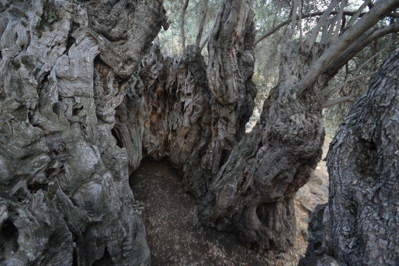 Άλλα σημεία ενδιαφέροντος & Πληροφορίες Αν έχετε χρόνο πριν ή μετά την πεζοπορία επισκεφτείτε τη μακροβιότερη ελιά στην Κύπρο (μόλις περάσετε το χωριό Ξυλιάτος, στην απότομη/κλειστή στροφή, στρίψετε