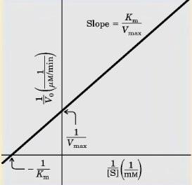 брзином формирања комплекса ензим-супстрат (ES), па је његова концентрација ниска. Како концентрација S расте, расте и брзина формирања комплекса.
