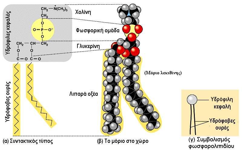 Φωσφολιπίδια Τα φωσφολιπίδια ή φωσατίδια ή φωσφογλυκερίδια είναι εστέρες της γλυκερίνης με 2 λιπαρά οξέα και
