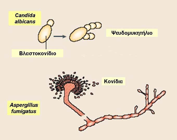 Οι μύκητες μπορούν να σχηματίζουν σπόρια, που είναι ανθεκτικά σε δυσμενείς περιβαλλοντικές καταστάσεις και μπορούν να βλαστάνουν ξανά όταν οι συνθήκες το ευνοούν.