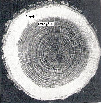 Π υ κ ν ό τ η τ α Εικόνα 29: Το σομφό και το εγκάρδιο ξύλο σε τομή κορμού Πυκνότητα ειδών ξύλου Η πυκνότητα του ξύλου είναι πολύ σημαντική ιδιότητα γιατί επηρεάζει όλες τις άλλες ιδιότητες και