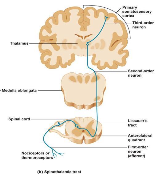 μυελού. Ο 2 ος νευρώνας περνά αμέσως στο άλλο μισό του νωτιαίου μυελού και ανέρχεται προς τον θάλαμο με τη νωτιοθαλαμική οδό.