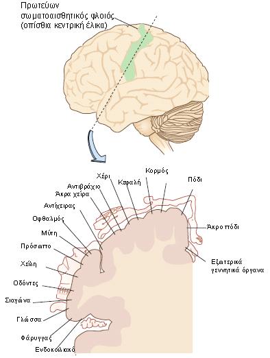 ΣΩΜΑΤΟΑΙΣΘΗΤΙΚΟΣ ΦΛΟΙΟΣ Πρωτεύων σωματοαισθητικός φλοιός: