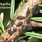 Η εξάπλωση της νόσου Chagas με το Kissing Bug Το «Kissing Bug«: (Το έντομο που φιλάει), ανήκει στα Hemiptera (Reduviidae :Triatominae), στο γένος