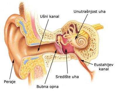 слика 1.1. Уха и његових делова Picture 1.1. ear and its parts ПРАГ ЧУЈНОСТИ На 20Hz за здраво људско ухо изноаи око 75dB, а особа са оштећеним слухом ове фреквенције готово уопште не може примити аудитивним путем.