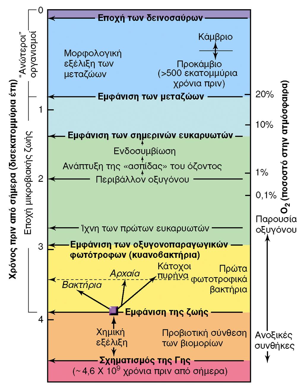 ΟΞΥΓΟΝΩΣΗ ΤΗΣ ΑΤΜΟΣΦΑΙΡΑΣ ΚΑΙ ΕΞΕΛΙΞΗ ΤΩΝ ΟΡΓΑΝΙΣΜΩΝ CO 2 + H 2 O CH 2 O + O 2 Εικόνα 11.6: Σταθμοί της βιολογικής εξέλιξης. Οι θέσεις των σταδίων πάνω στη χρονολογική κλίμακα είναι κατά προσέγγιση.