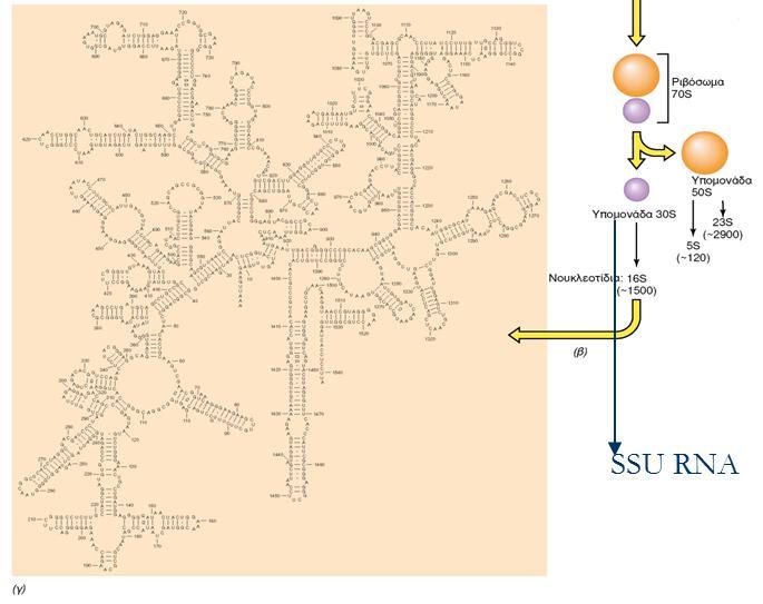 (β) Μέρη ενός ριβοσώματοςτα 5S, 16S, και 23S αναφέρονται στους διάφορους τύπους RNA της μικρής υπομονάδας του ριβοοώματος. (γ) Πρωτοταγής και δευτεροταγής δομή του ριβοσωματικού RNA (rrna) 16S.