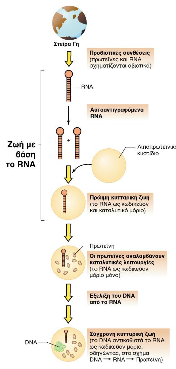 Η ΖΩΗ ΜΕ ΒΑΣΗ ΤΟ RNA Εικόνα 11.4: Πιθανό σενάριο για την εξέλιξη της κυτταρικών μορφών ζωής από μορφές ζωής με βάση το RNA.